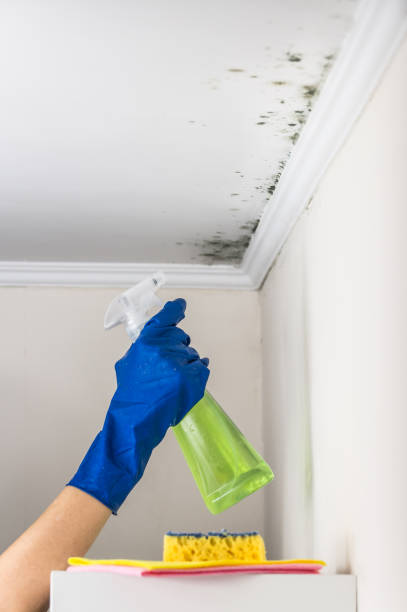 Best Residential Mold Remediation in Brawley, CA