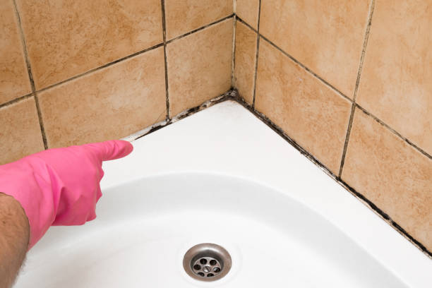 Best White Mold Remediation in Brawley, CA